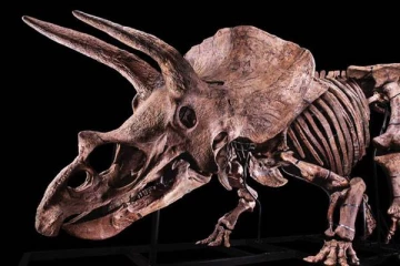 உலகின் மிகப் பெரிய ட்ரைசெராடோப்ஸ் டைனோசரின் எலும்புக்கூடு விற்பனை