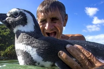 உயிரை காப்பாற்றிய முதியவர் - வருஷம்தோறும் தவறாமல் தேடி வரும் பென்குயின்!