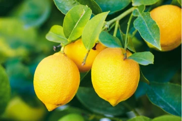 எலுமிச்சை தோலை தூக்கி போட்டுருவீங்களா? இனி தவறை செய்யாதீங்க