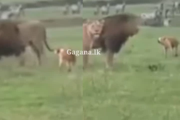 හොඳටම කේන්ති ගිහින්.. මීට කලින් කවදාවත් දැකලා තියෙනව ද සිංහයෙක්ගෙන් ගේම ඉල්ලන සුනඛයෙක් - බලන්නකෝ එයා සිංහයාට දුන්න ටෝක් එක.. (VIDEO)