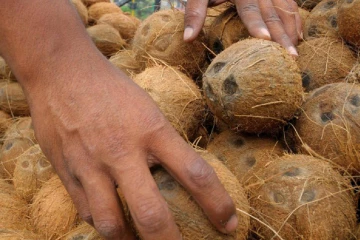 යුද ගිනි මැද ලංකාවට තවත් අසුබ පුවතක් - ලංකාවේ පොල්වලටත් නරක කාලයක්