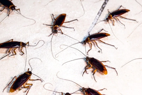 Cockroach scare in air india flight from usa