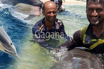 මා දැලට හසු වූ ඩොල්ෆින් මසුන්ට ධීවරයින් සිදු කළ දේ.