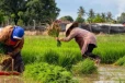நெல்லின் விலை வீழ்ச்சி - விவசாயிகளுக்கு உதவ விசேட திட்டம்
