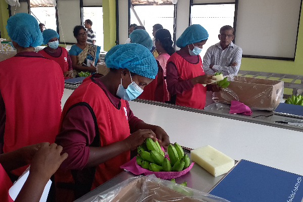 துபாய்க்கு ஏற்றுமதியாகும் யாழ் வாழைப்பழங்கள் ! | Jaffa Bananas Exported To Dubai
