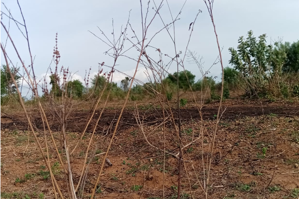 பாரபட்சங்கள் தொடரத்தான் போகிறதா..! | Defferent Justice Tamil Sinhalese In Sri Lanka