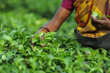 வட மாகாண ஆசிரிய இடமாற்ற விவகாரம்: ஆளுநருக்கு வழங்கப்பட்டுள்ள அறிக்கை