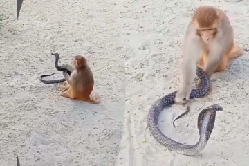 படமெடுத்து சீறிய பாம்பு... குரங்கு செய்த அட்டூழியத்தைப் பாருங்க