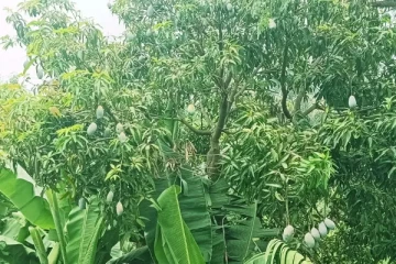 மா மரத்தில் ஒளிந்துள்ள பாம்பு: 3 விநாடிகளில் கண்டுபிடிக்க முடியுமா பாருங்க