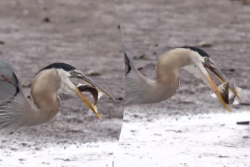 Viral Video: அடம்பிடித்த மீனை விழுங்க யோசனை செய்யும் நாரை.. கடைசியில் நடந்தது என்ன?