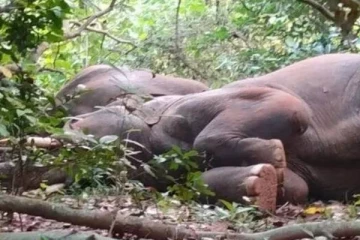 கனவிதுதான் நிஜமிதுதான் ... சாரயம் குடித்துவிட்டு போதையில் முரட்டு தூக்கம்போட்ட யானைகள் : எங்கு தெரியுமா?