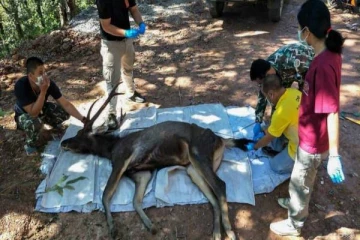 திடீரென சுருண்டு விழுந்த மான்- வயிற்றில் இருந்ததை கண்டு அதிர்ச்சியடைந்த மருத்துவர்கள்