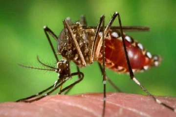 12 மாவட்டங்களில் டெங்கு அபாய வலயங்கள் அறிவிப்பு