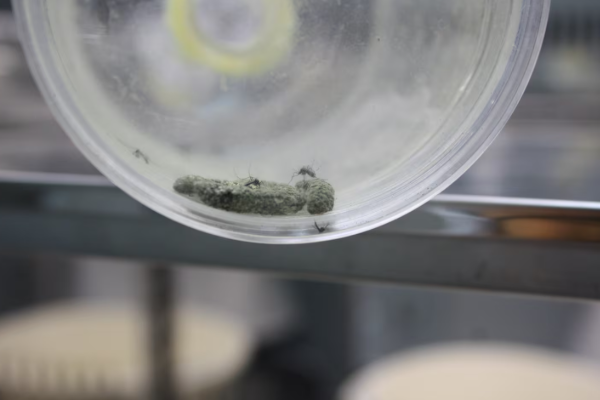 கொசுக்களை கவர்ந்து கொல்லும் பூஞ்சை: ஒரு அரிய ஆய்வு | Fungus Lures Mosquitos By Smell To Their Deaths