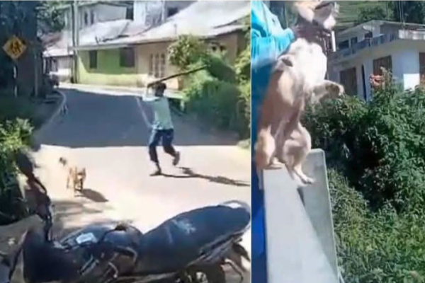 நாயை தூக்கி அடித்த இளைஞனுக்கு நேர்ந்த கதி | Remand Young Man Who Hit The Dog Nanuoya