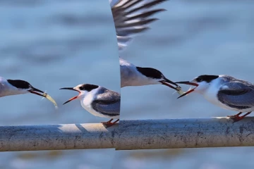 Viral Video: உணவிற்காக காத்திருந்த பறவை... மனிதர்களை மிஞ்சிய பாசம்