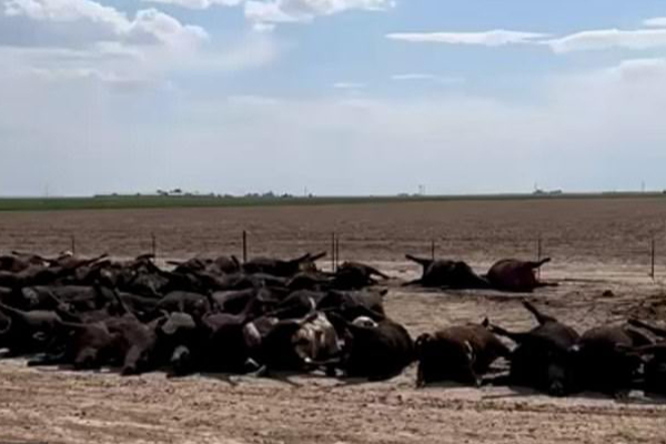 திடீரென்று செத்து மடிந்த ஆயிரக்கணக்கான உயிர்கள்... எச்சரிக்கை மணியடித்த ஆராய்ச்சியாளர்கள்! | Usa Viral Video World