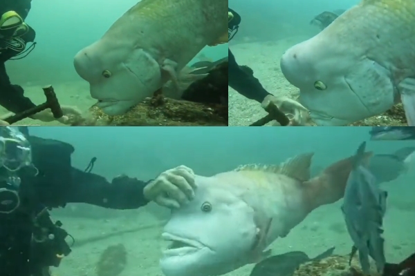 Muhammad Fish இரு... இரு... தருகிறேன்... - ஆழ்கடலில் ராட்சத மீனுக்கு உணவளித்த நபர் ...