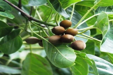 தான்றிக்காயின் மகத்துவம்