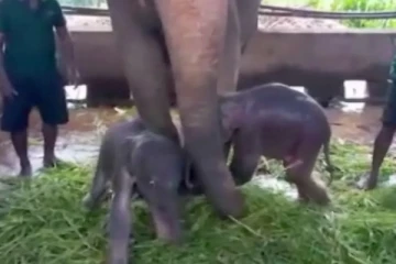 முதலாவது பிறந்தநாளை  கொண்டாடிய இலங்கை  இரட்டை யானைக்குட்டிகள்!