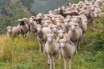 100 கிலோ கஞ்சா செடியை சாப்பிட்ட செம்பறி ஆடுகள்: விநோத நடவடிக்கையால் அதிர்ச்ச்சியடைந்த உரிமையாளர்