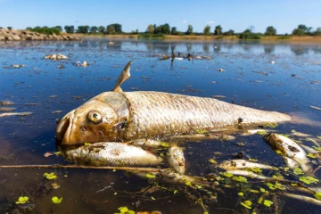 ஓடர் ஆறு தொடர்பில் போலி செய்திகளை பரப்புவதாக குற்றம்சாட்டிய போலந்து., நிராகரித்த ஜேர்மனி