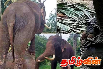 யானைகளை மீண்டும் கொண்டு செல்வது குறித்து ஏற்பாடுகள் இல்லை - தாய்லாந்து தூதுவர்