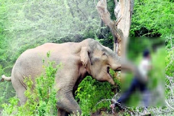 யானை தாக்கி வயோதிபர் பரிதாப மரணம்