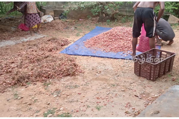வெங்காயத்தால் ஏற்பட்ட சிக்கல்: கவலையில் விவசாயிகள் | Onion Problem Farmers Worried