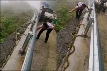 சாலைகளில் படையெடுத்த பாம்புகள்: நொடிப்பொழுதில் பிடித்து காட்டுக்குள் வீசிய நபர்! புல்லரிக்க வைக்கும் காட்சி