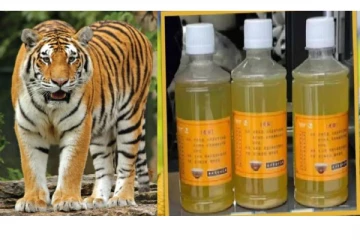கோமியத்தை விடுங்க..ஒரு பாட்டில் புலியின் சிறுநீர் 600 ரூபாய்க்கு விற்பனை -எங்கு தெரியுமா?