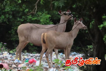 உகந்தை கோவில் வளாகத்தில் மரைகளுக்கு அச்சுறுத்தல்