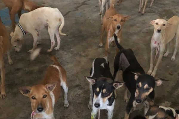 நாய் உணவை சாப்பிடுபவர்களுக்கு 5 லட்சம் ரொக்க பரிசு - அதிரடி அறிவிப்பு வெளியிட்ட பிரபல நிறுவனம் ! - தமிழ்நாடு