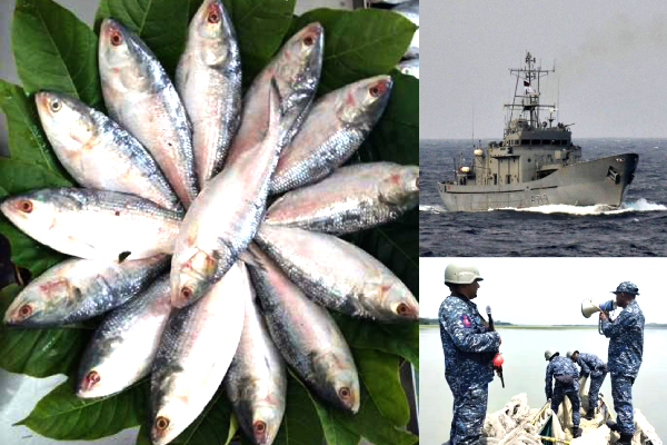 Bangladesh Hilsa fish protection, Hilsa breeding season, Bangladesh Navy warships Hilsa, Hilsa fish conservation, Hilsa fishing ban, Hilsa surveillance drones, Mother Hilsa campaign Bangladesh