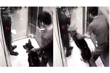 உ.பி.யில் மீண்டும் ஒரு நாய்க்கடி சம்பவம் - வைரலாகும் அதிர்ச்சி வீடியோ