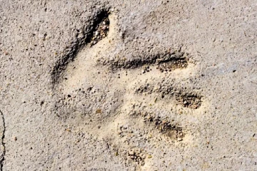 மனிதர்களுக்கு ஏழாவது அறிவு இருப்பது உண்மையா? விஞ்ஞானிகள் சொல்வதென்ன!