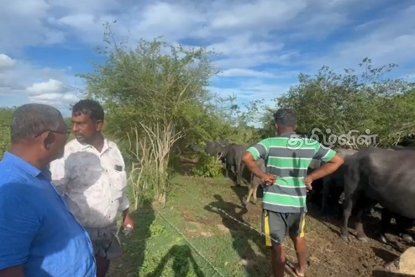 கிண்ணியாவில் மேய்ச்சல் தரைக்கான தகராறில் 30 மாடுகள் வாள்வெட்டுக்கு இலக்கு | 30 Cows Targeted Slaughter Grazing Land In Kinniya