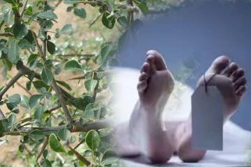 யாழில் முட்கிளுவை முள் குத்தி மூதாட்டி மரணம்