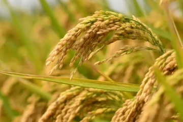 கிளிநொச்சியில் இரவோடு இரவாக களவுபோகும் நெற்கதிர்கள்; கண்டுகொள்ளாத பொலிஸார்!