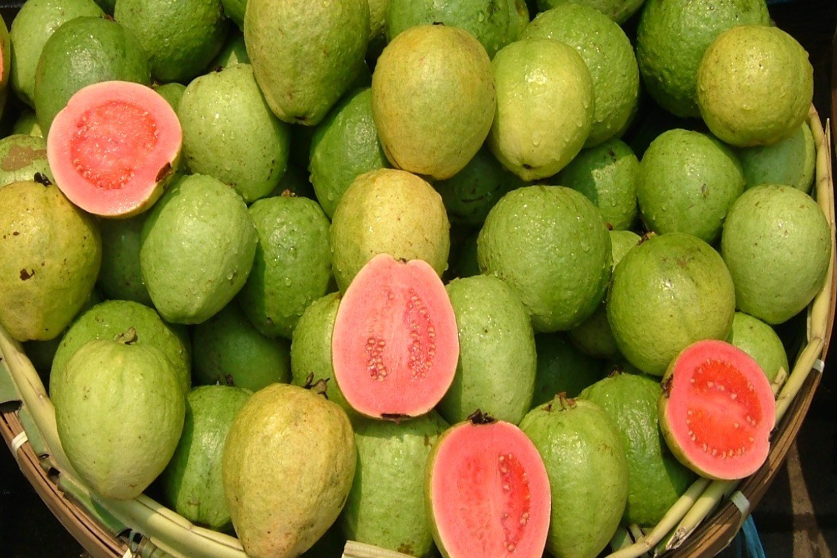 எளிதில் கிடைக்கும் கொய்யா பழத்தில் இவ்வளவு நன்மையா? வாங்க தெரிஞ்சுக்கலாம்! | So Many Benefits In Easily Available Guava Fruit