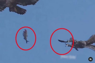 கழுகின் வாயிலிருந்து தவறிய மீன்... வேறொரு கழுகு பிடித்த கேட்ச்! அட்டகாசமான காட்சி