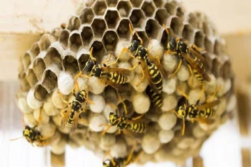 குளவிக்கூட்டினை சேதம் வராமல் களைப்பது எப்படி? இத மட்டும் செய்யாதீங்க