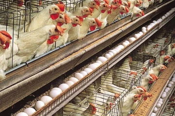 யாழில் குடியிருப்புக்கு நடுவே கோழிப்பண்ணை; சுகாதார சீர்கேட்டால் பாதிக்கப்படும் மக்கள்