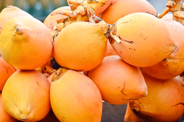 இலங்கையில் இளநீரின் விலையில் ஏற்பட்ட திடீர் மாற்றம் | Price Change In King Coconut இலங்கையில் இளநீரின் விலையில் ஏற்பட்ட திடீர் மாற்றம் | Price Change In King Coconut