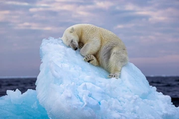 பனிக்கட்டியில் தூங்கும் போலார் கரடி., பிரித்தானிய புகைப்படக் கலைஞருக்கு கிடைத்த விருது