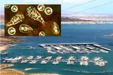 மூக்கு வழியாக நுழைந்து மூளையை தின்ற ஒட்டுண்ணி! சிறுவன் பரிதாப பலி