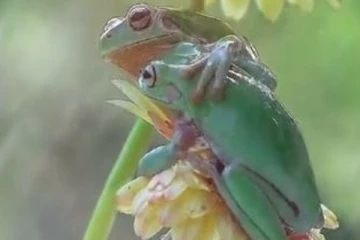 துணையினை அன்போடு அணைத்துக்கொண்ட தவளையின் அரிய வீடியோ