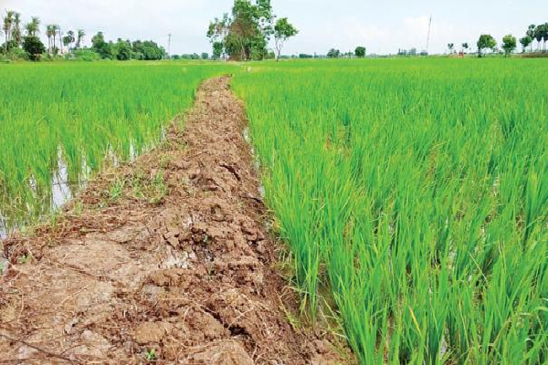 The central government abandoned the plan to take coal The central government abandoned the plan to take coal