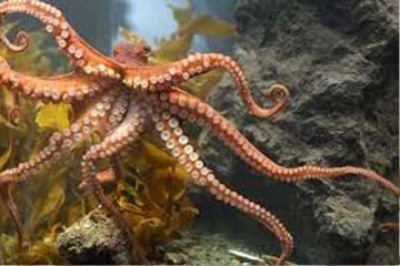 குட்டிகளை காப்பாற்ற பட்டினியால் உயிரையே விடும் ஆக்டோபஸ்! பலரும் அறியாத உண்மை