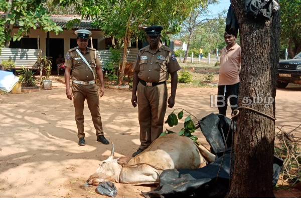 திருட்டுத்தனமாக மாடுகளை எடுத்துச் சென்ற மூவர் கைது | Three People Arrested For Stealing Cows In Jaffna